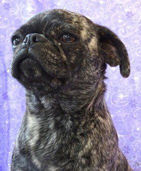 Fava Bean Brindle Pug 