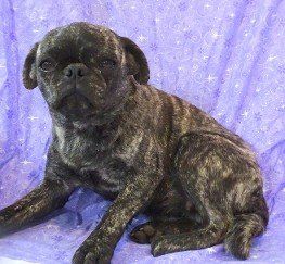 Fava Bean Brindle Pug 