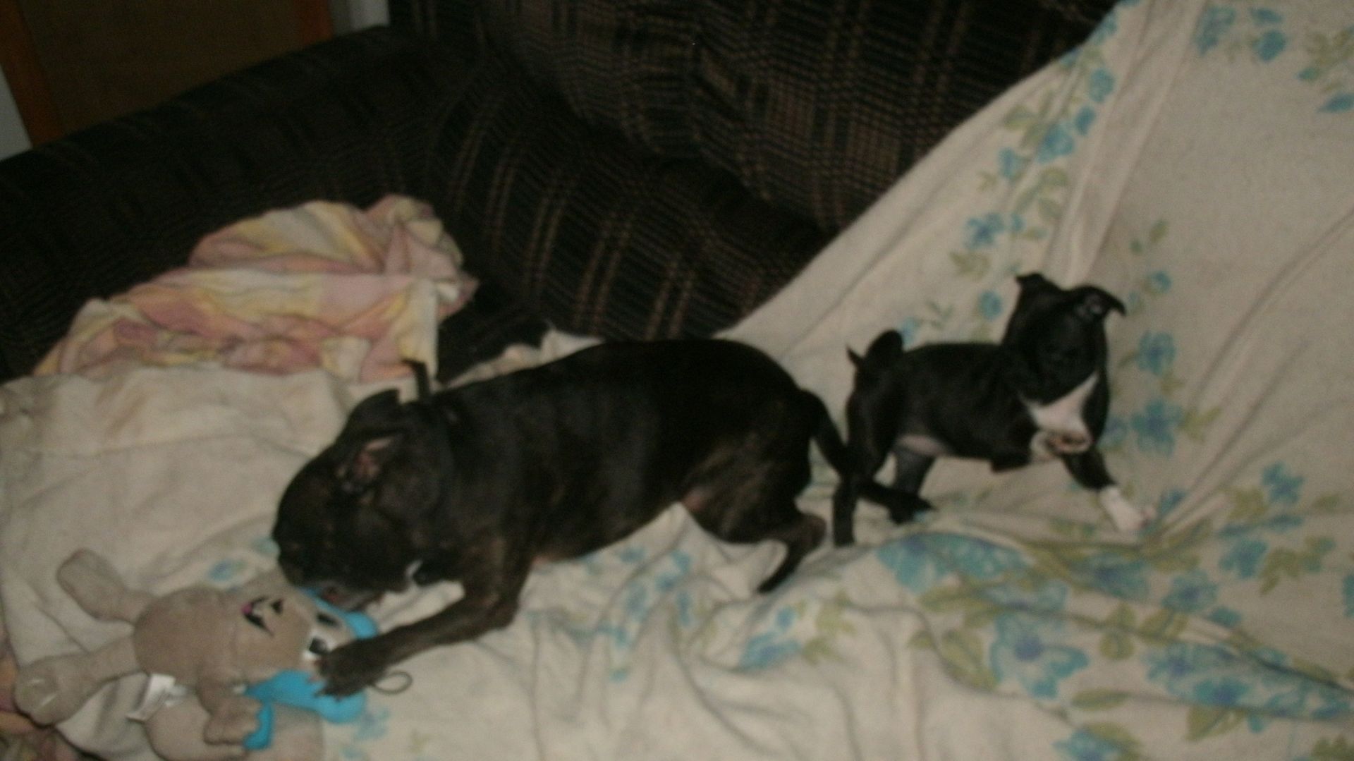 One of out Pugs and Chihuahuas JNJPugsNPaps 