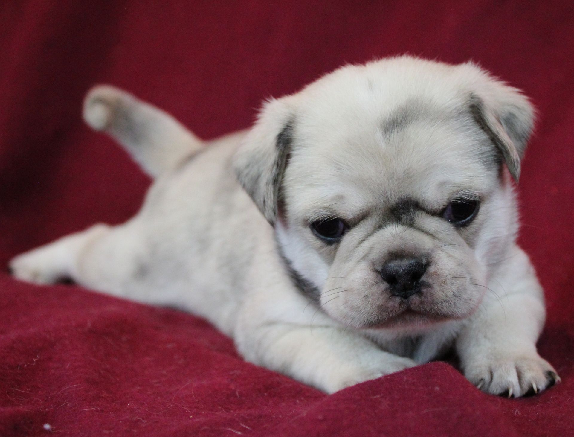 Silver Merle Fawn Pug  from JnJPugsNPaps in KS