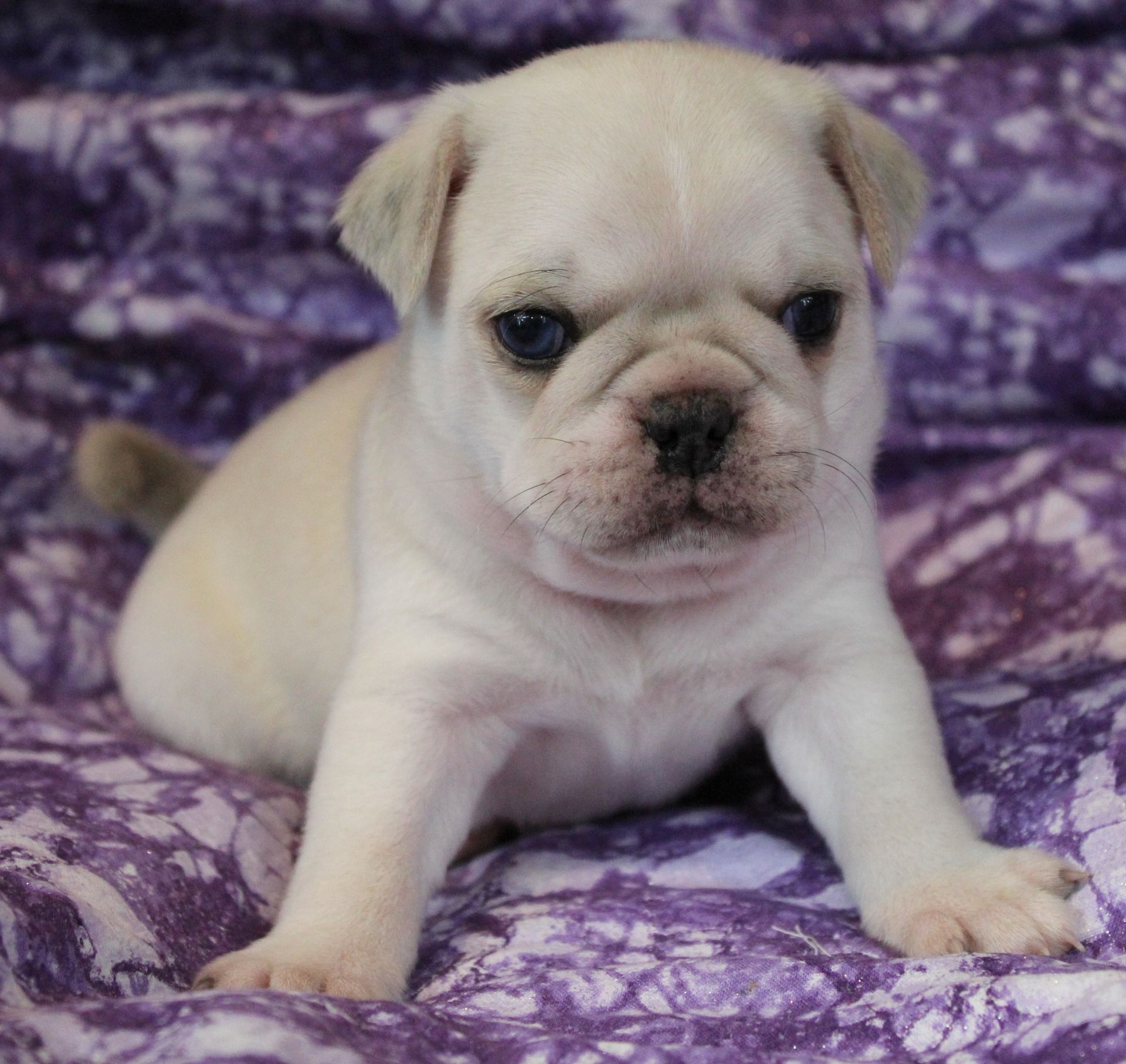 Cream Pug  from JnJPugsNPaps in KS