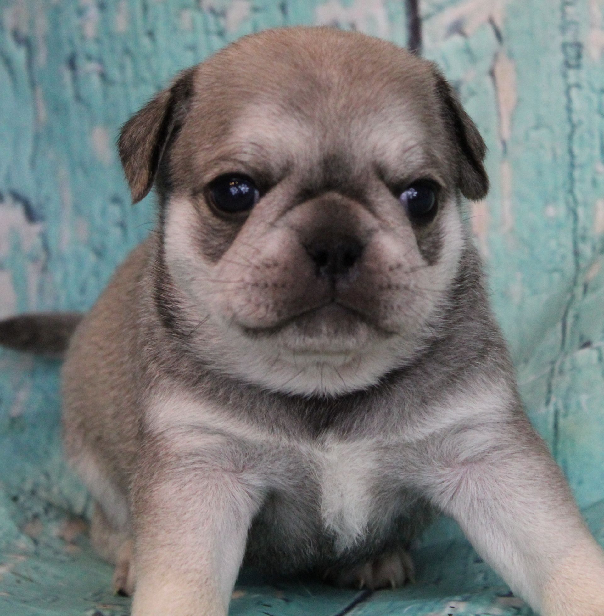Sable Fawn Pug  from JnJPugsNPaps in KS