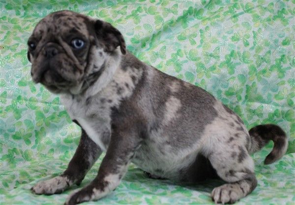 Muffin Black Merle Flashy Pug