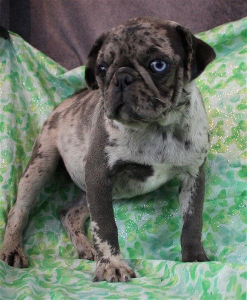 Muffin Black Merle Flashy Pug
