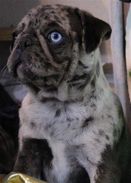 Muffin Black Merle Flashy Pug