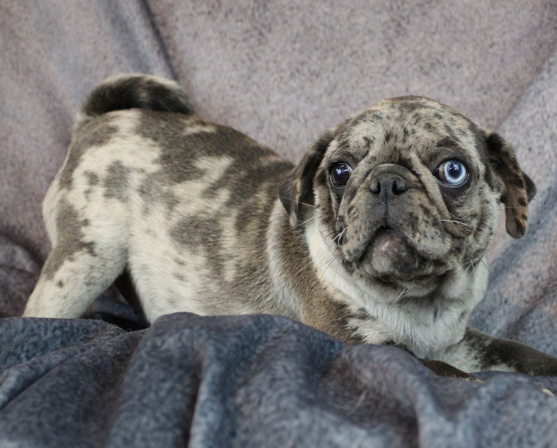 Black Merle pug with Fawn overlay and Blue eyed  from JnJPugsNPaps in KS