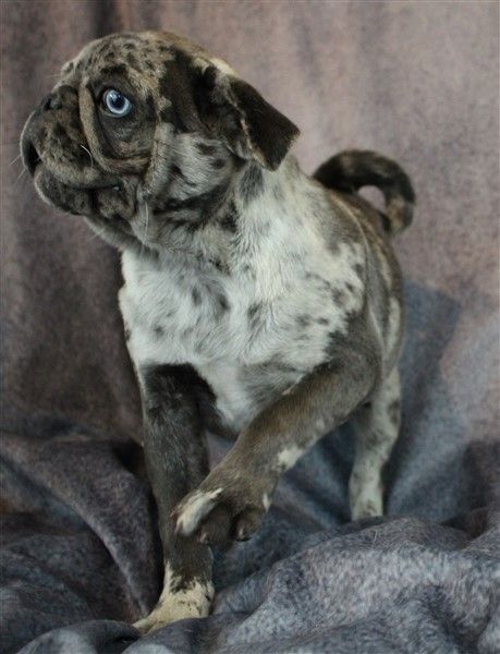 Muffin Black Merle Flashy Pug