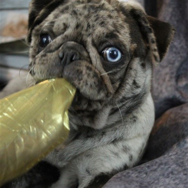 Muffin Black Merle Flashy Pug