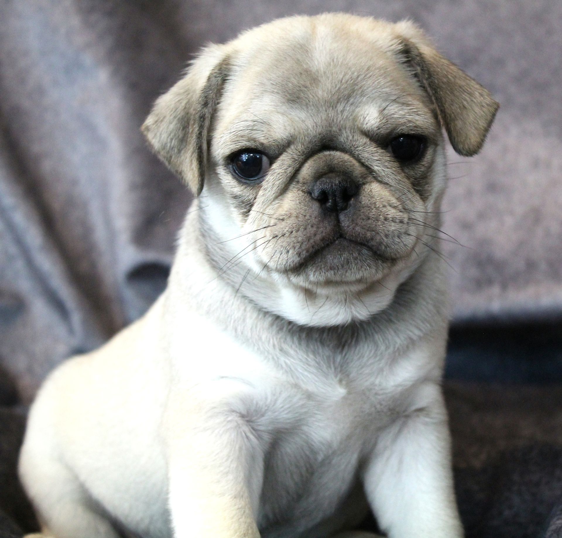 Sable Panda or Husky Marked Pug  from JnJPugsNPaps in KS