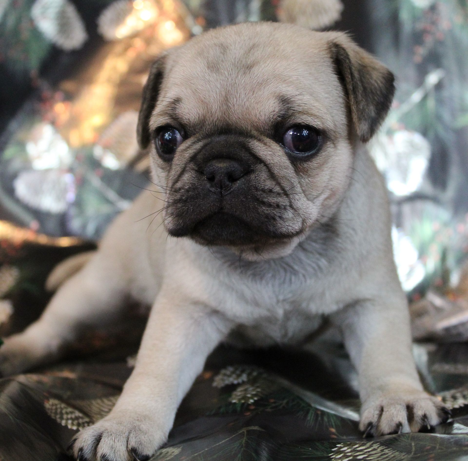 Fawn with Lite Mask Pug  from JnJPugsNPaps in KS