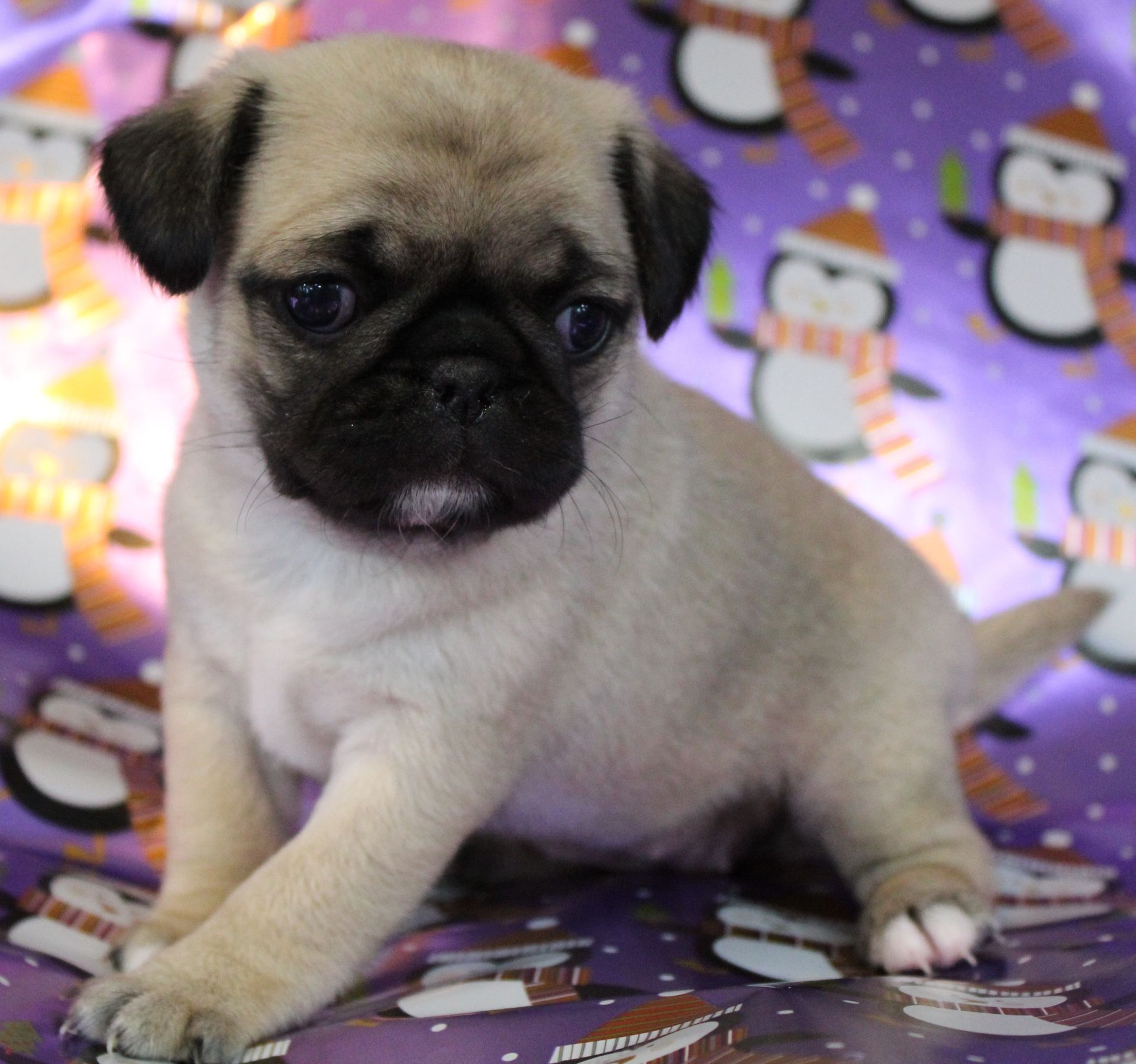 Fawn with White from JnJPugsNPaps in KS