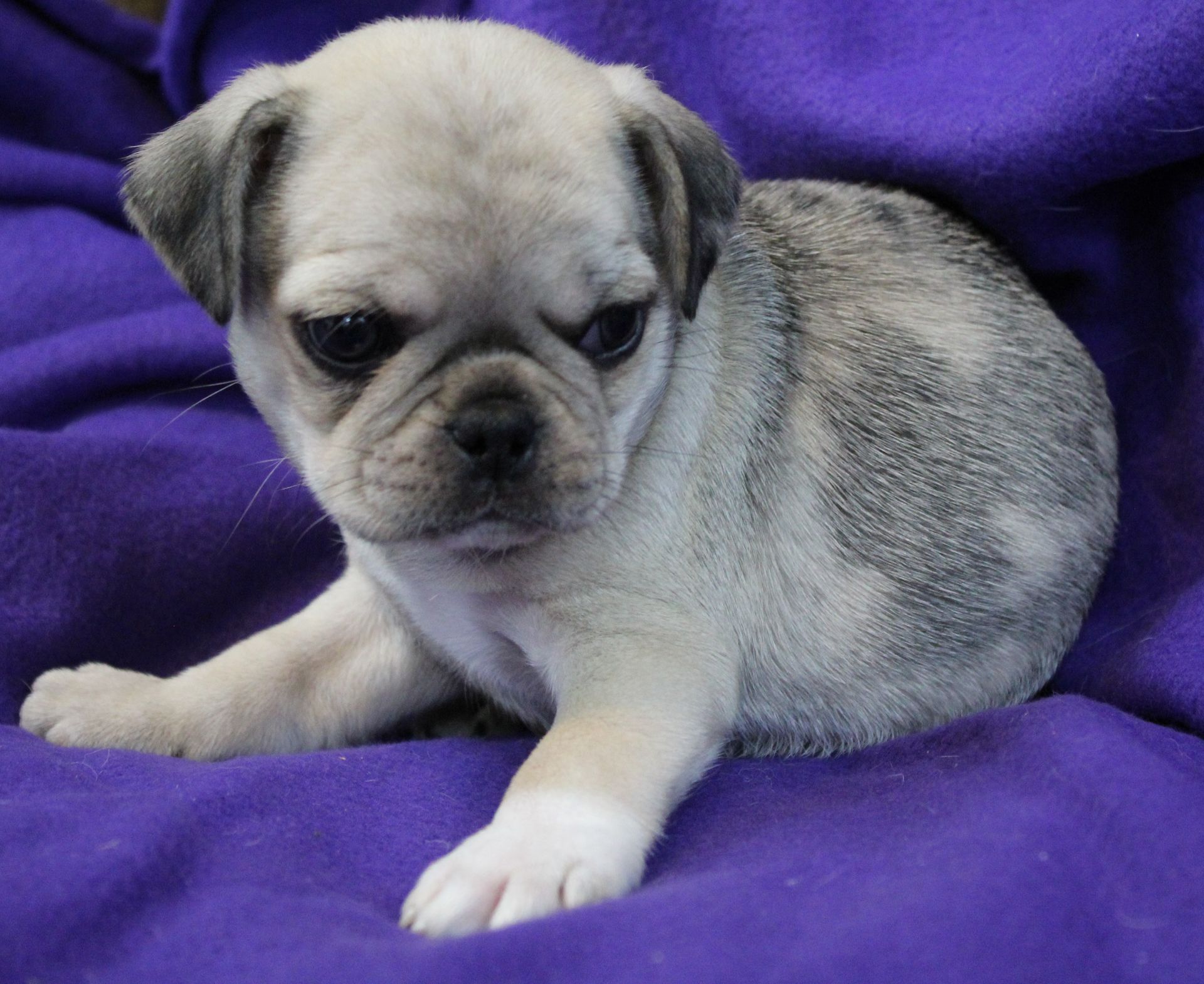 Fawn Merle Pug  from JnJPugsNPaps in KS