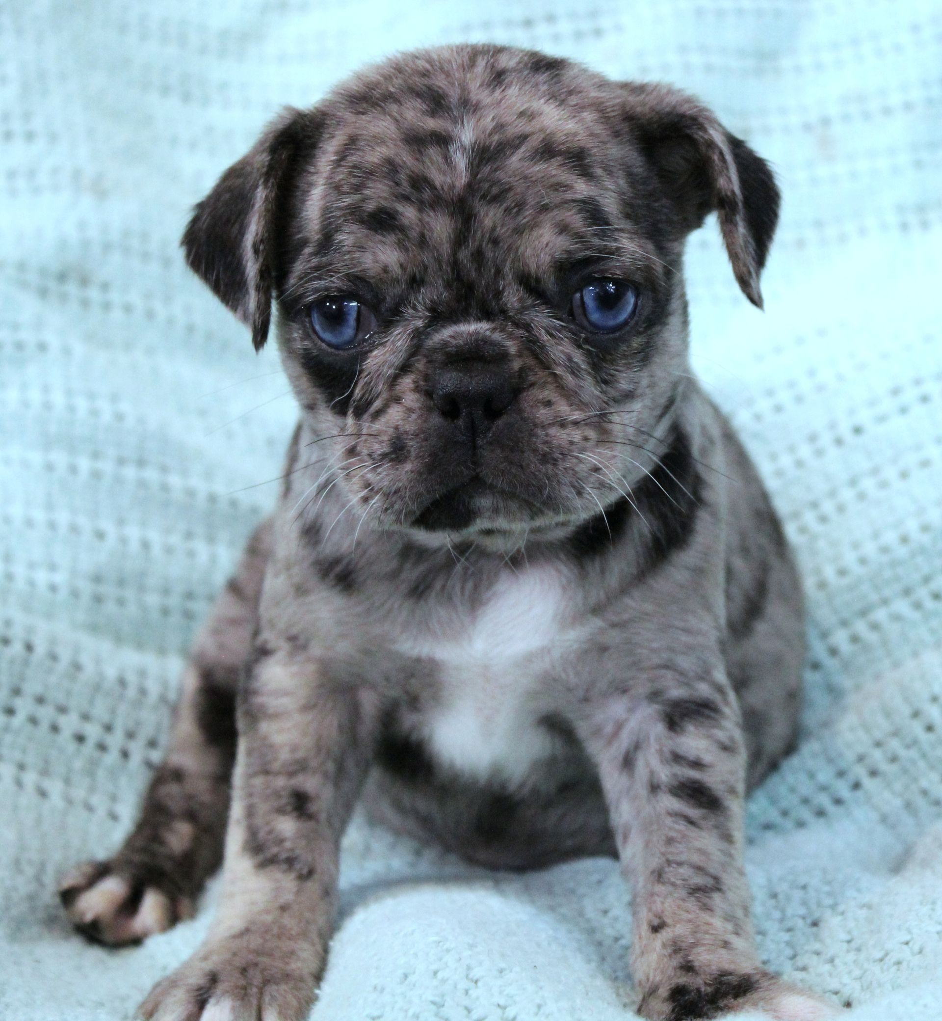 Black Merle Blue eyed Pug  from JnJPugsNPaps in KS