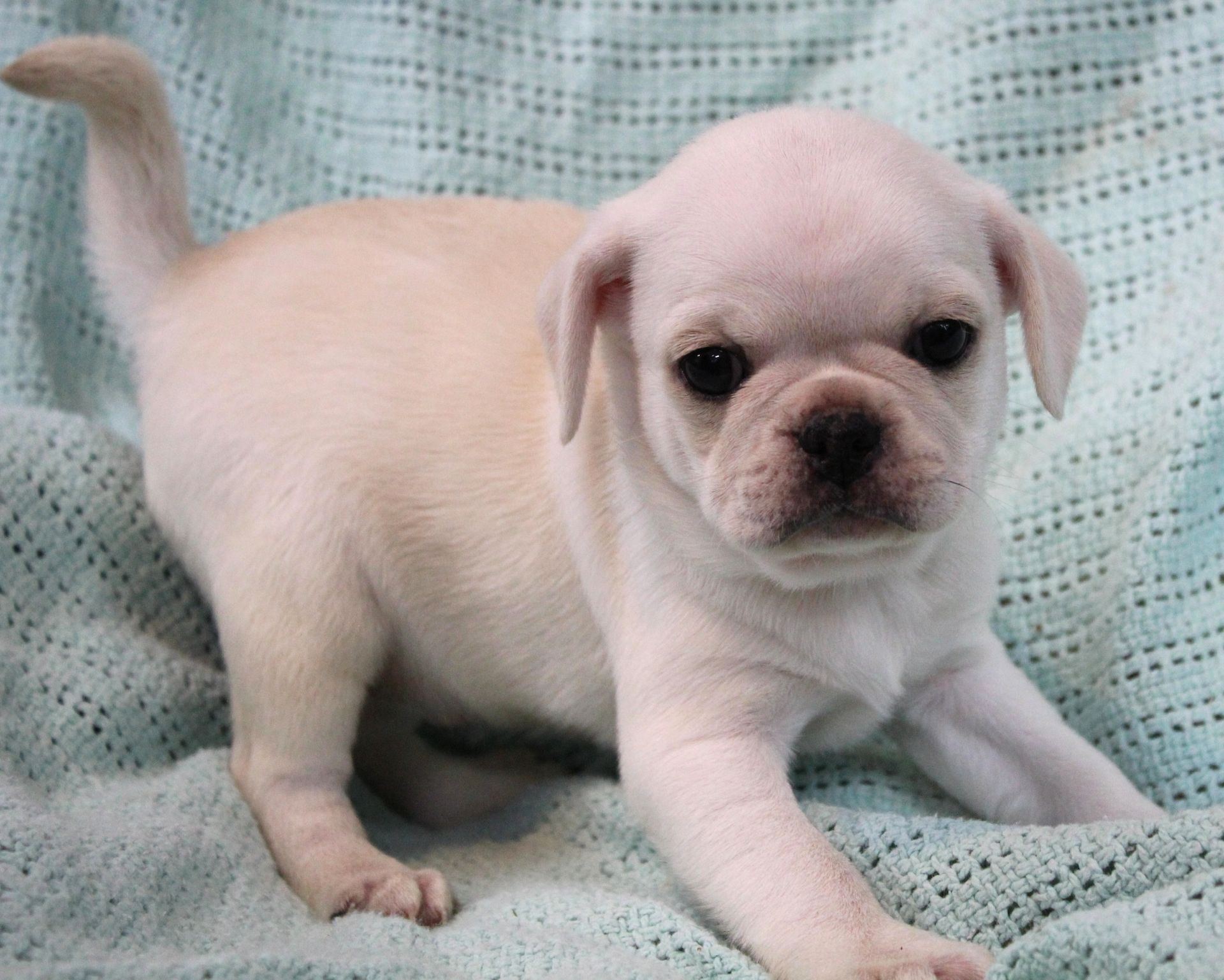White Pug  from JnJPugsNPaps in KS