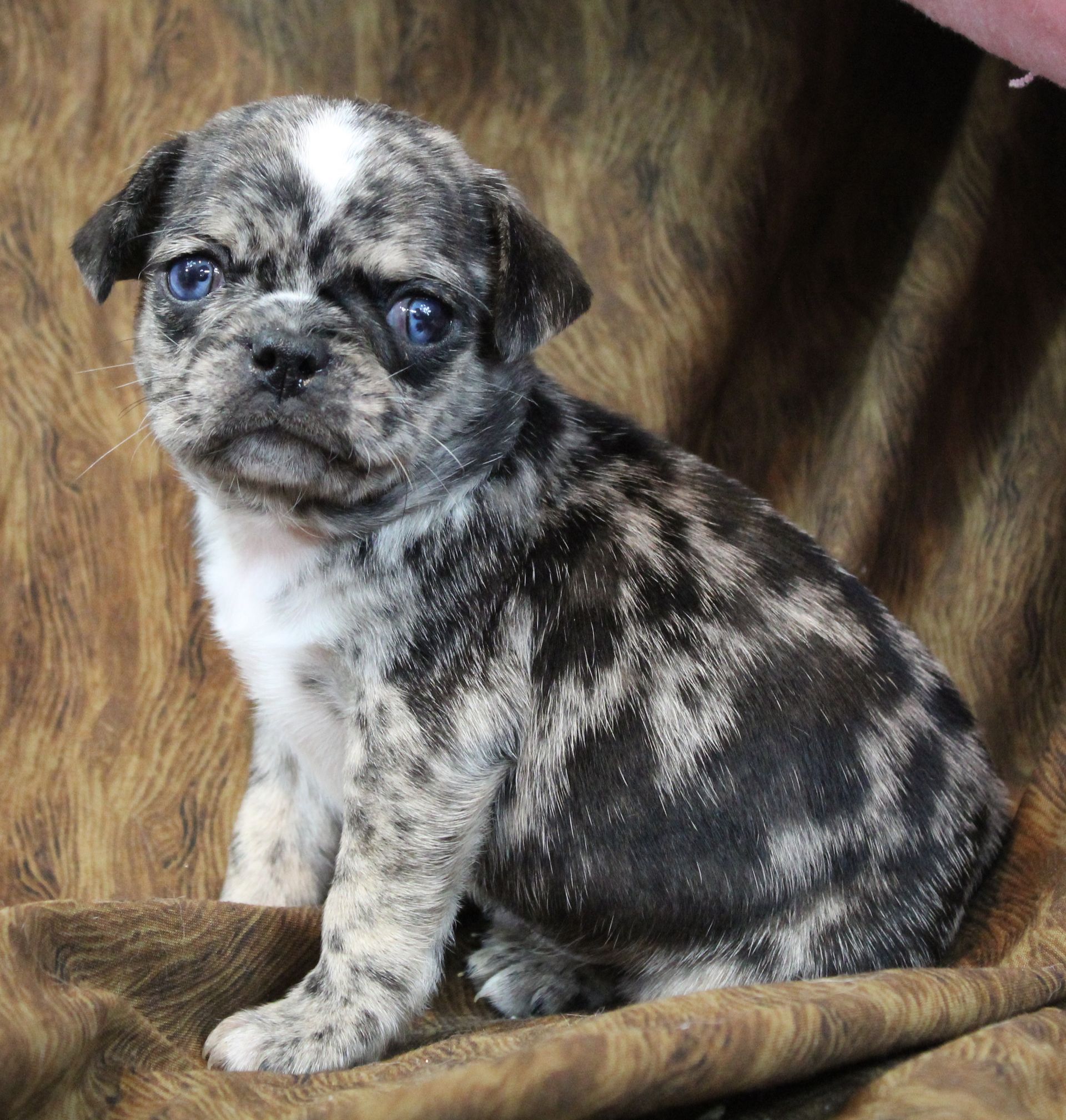 Black Merle with white Panda Pug  from JnJPugsNPaps in KS