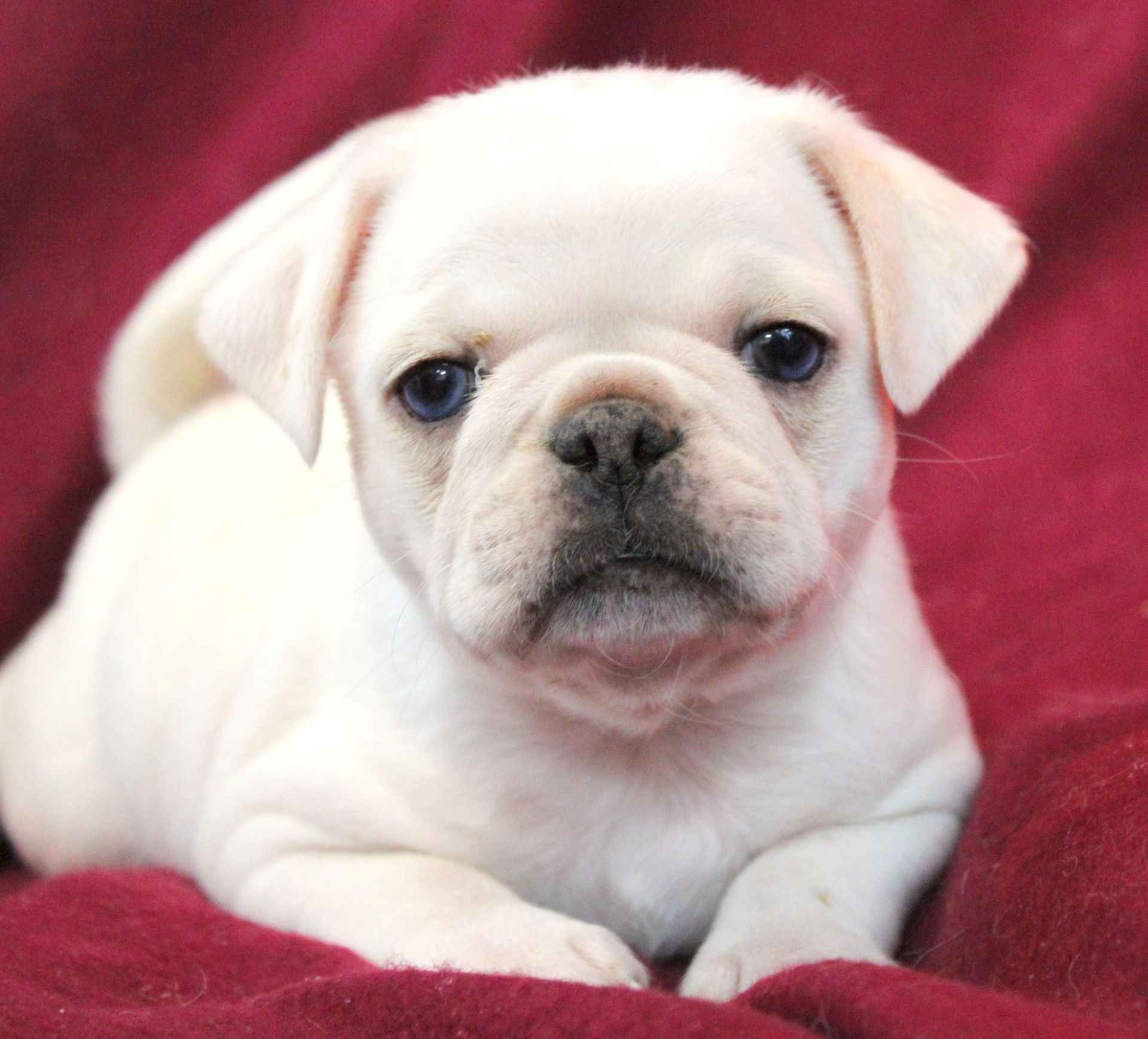 Platinum White Pug  from JnJPugsNPaps in KS