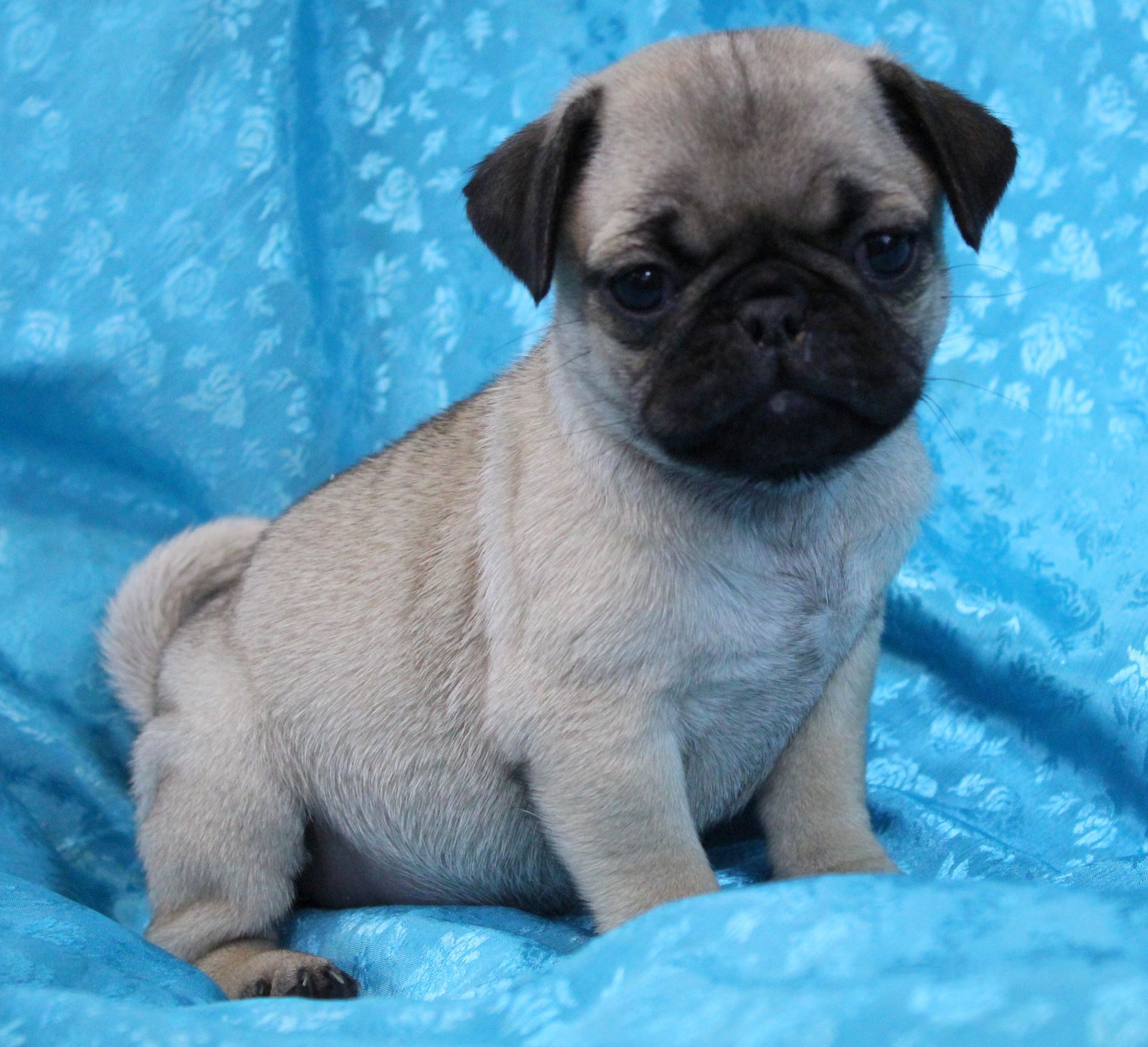 Fawn Pug from JnJPugsNPaps in KS