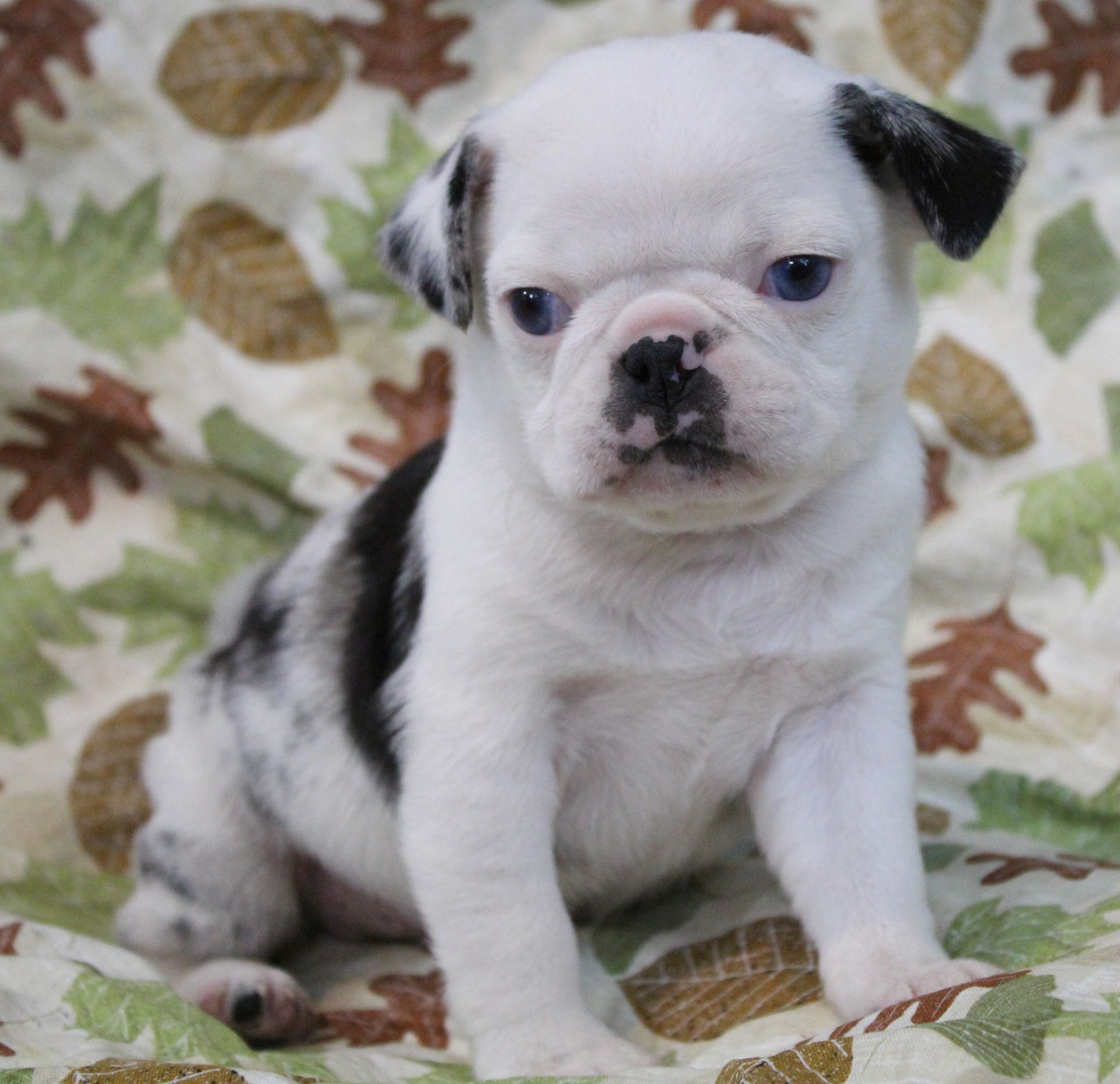 Pork Chop Koi Panda Pug  from JnJPugsNPaps in KS