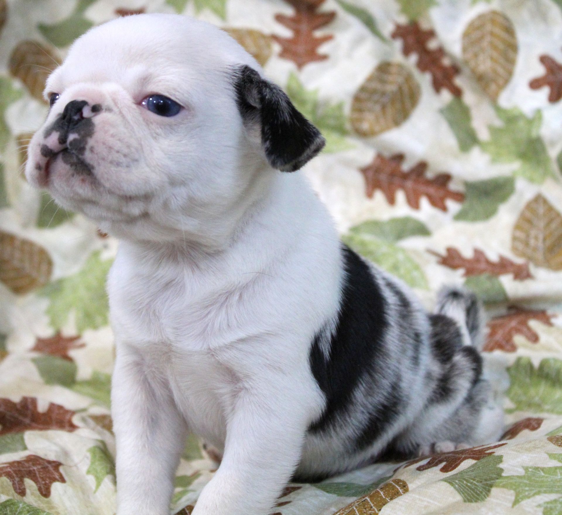Blue merle  Koi Panda Pug  from JnJPugsNPaps in KS