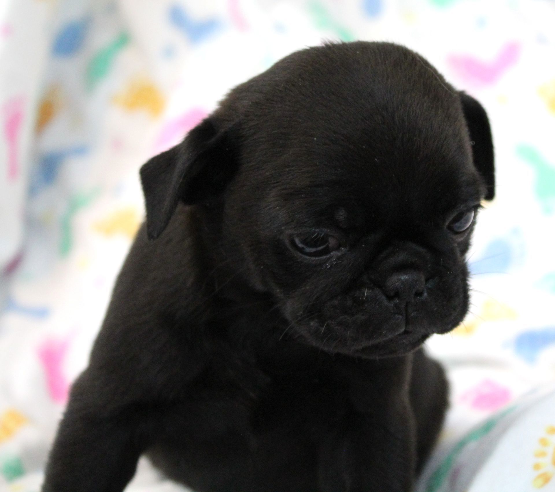 Fagoli Pug