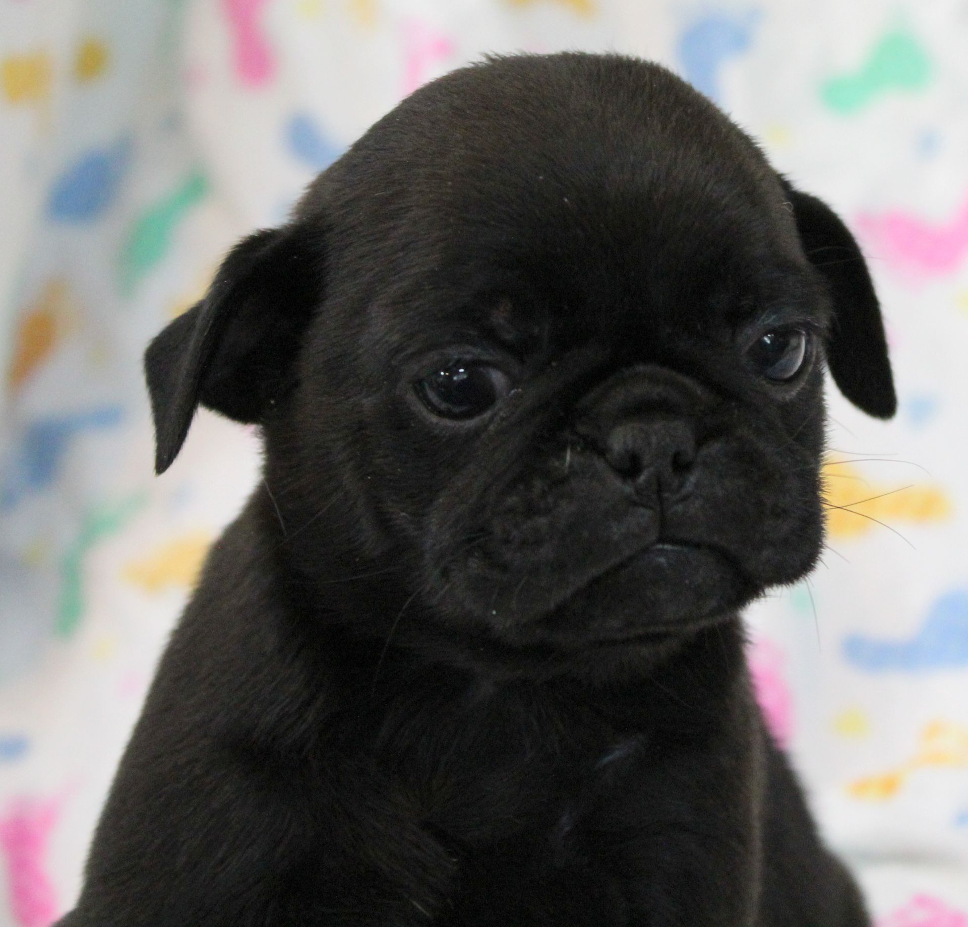 Fagoli Pug