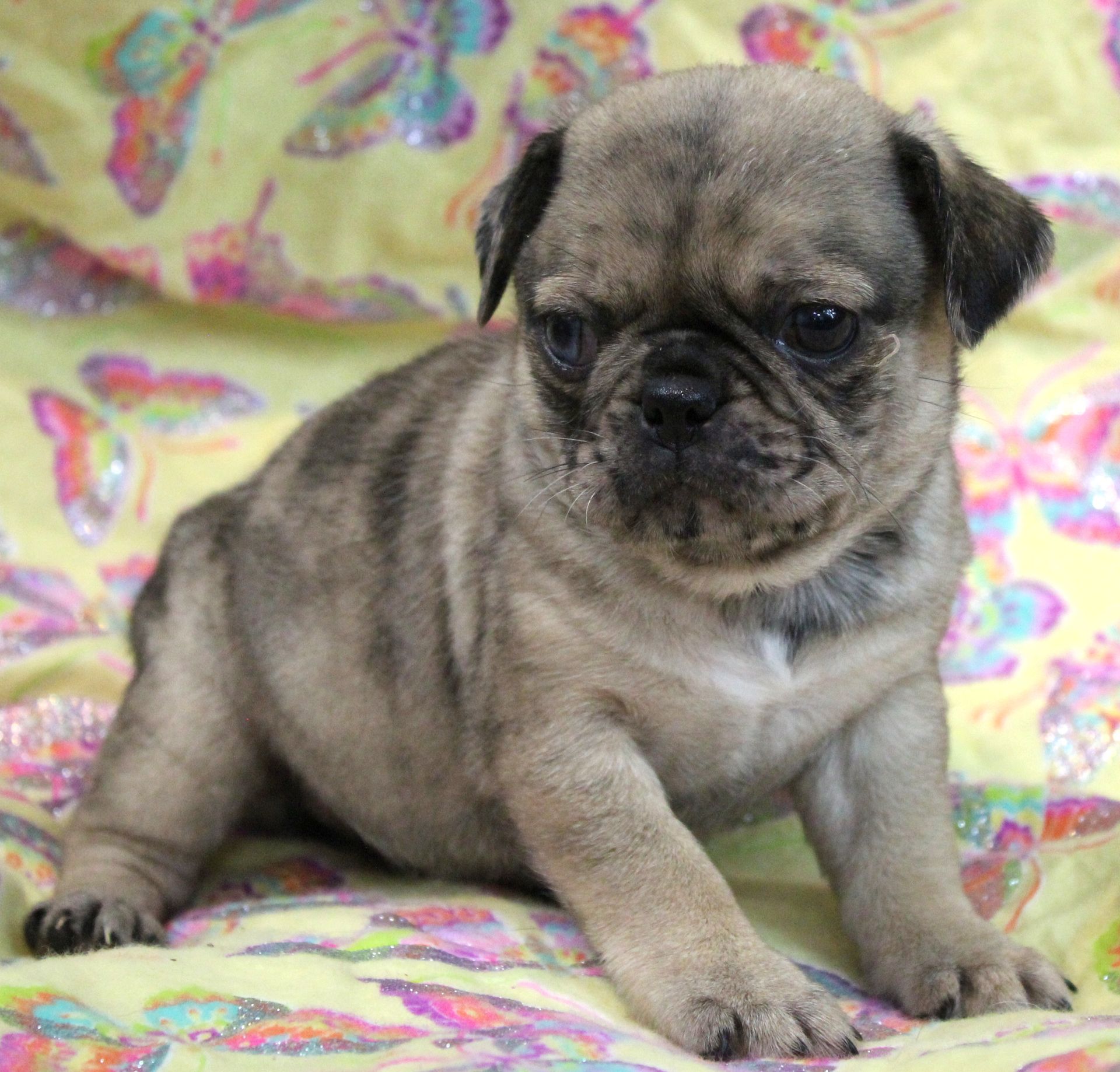 Darke fawn Merle Pug  from JnJPugsNPaps in KS