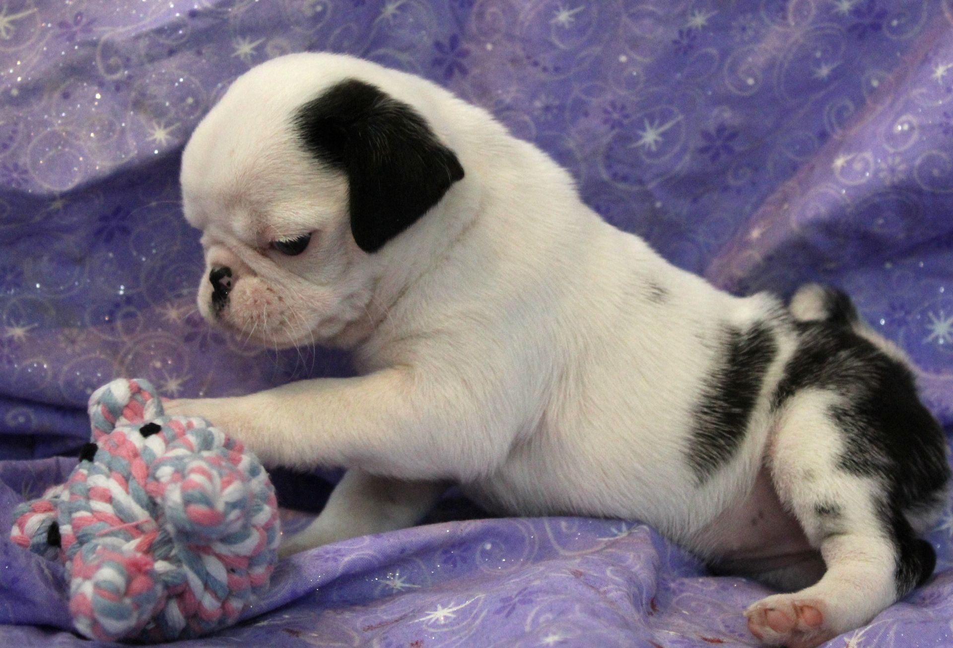 Panda Dalmation Pug  from JnJPugsNPaps in KS