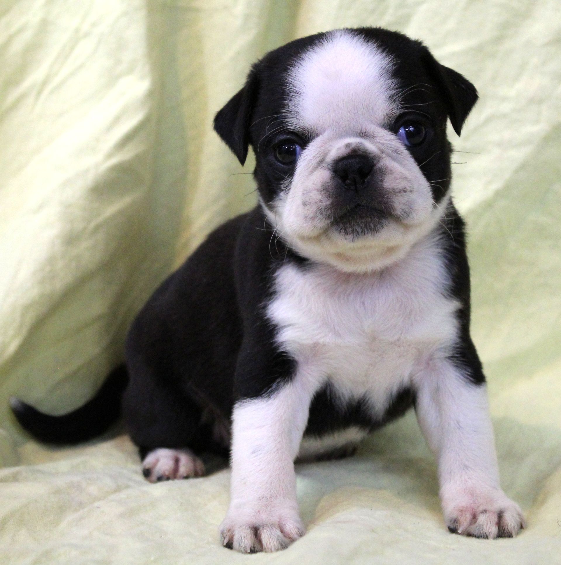 Black Boston Markied Panda Pug  from JnJPugsNPaps in KS