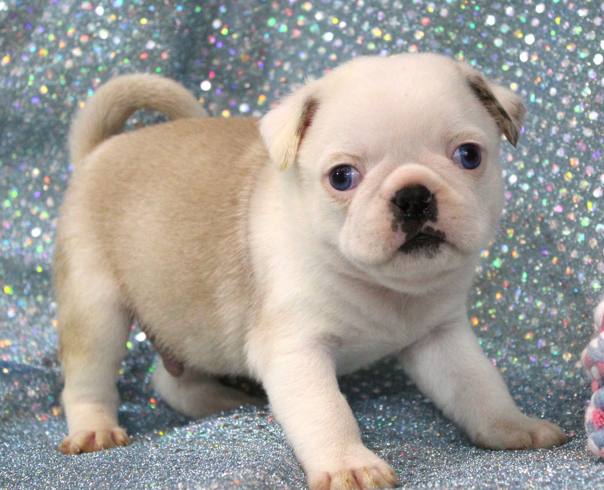 Fawn Boston Marked Panda Pug  from JnJPugsNPaps in KS