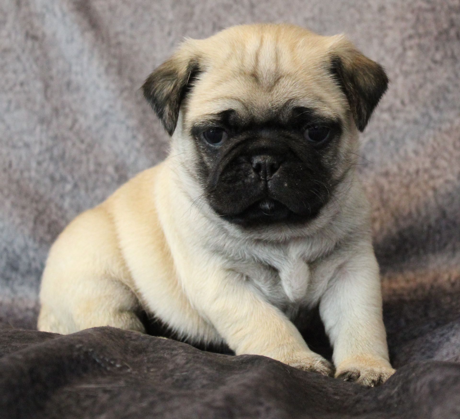 Silver Fawn Pug from JnJPugsNPaps in KS