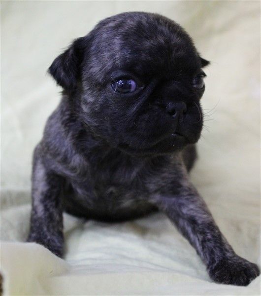 Brindle Pug  from JnJPugsNPaps in KS