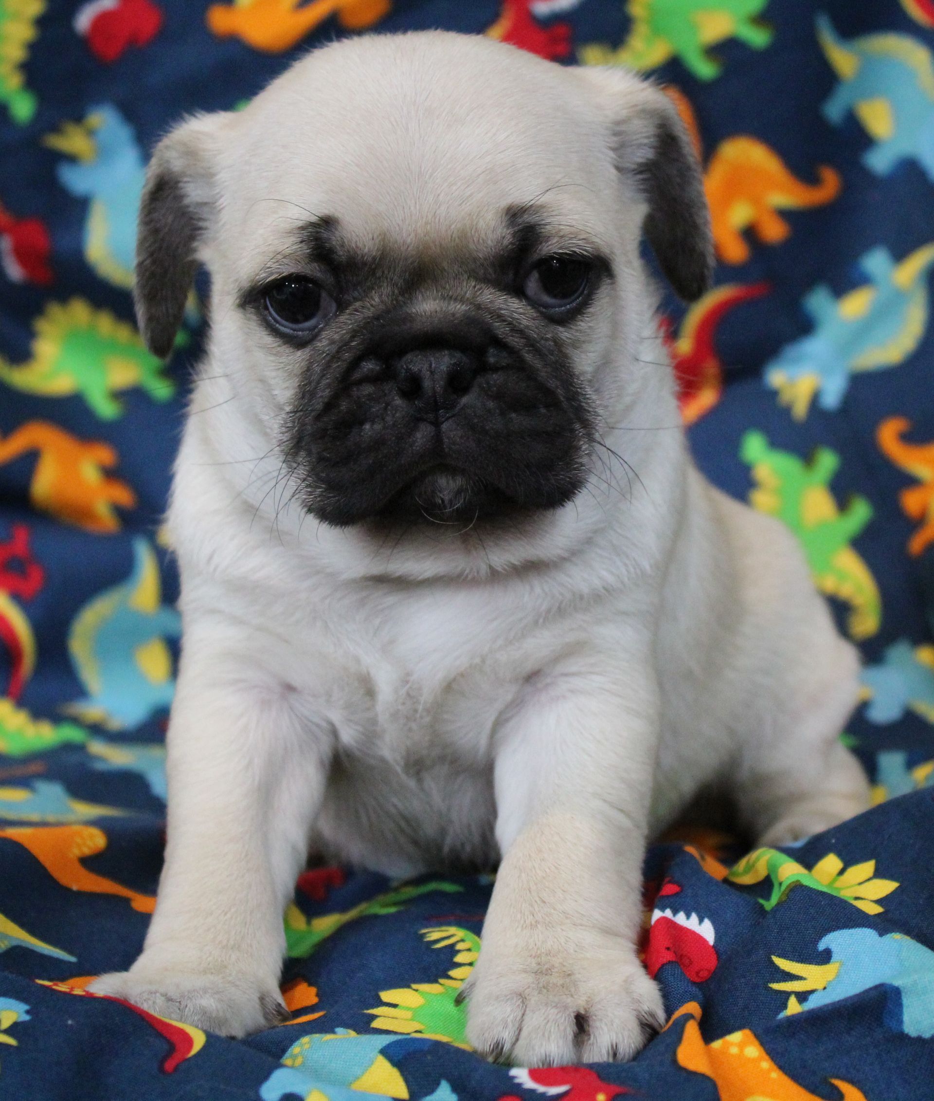 Silver Fawn with Dark Mask Pug  from JnJPugsNPaps in KS