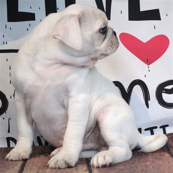 White Pug