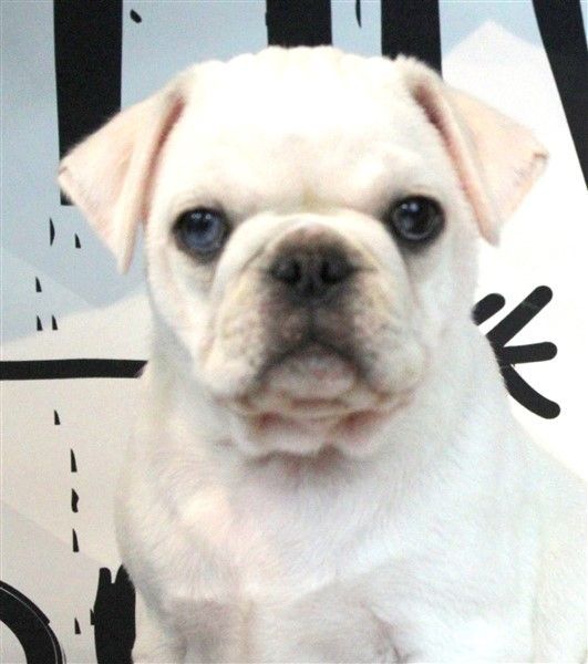 White Pug