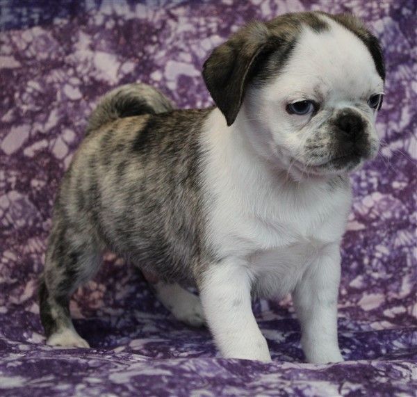 Brindle panda Pug  from JnJPugsNPaps in KS