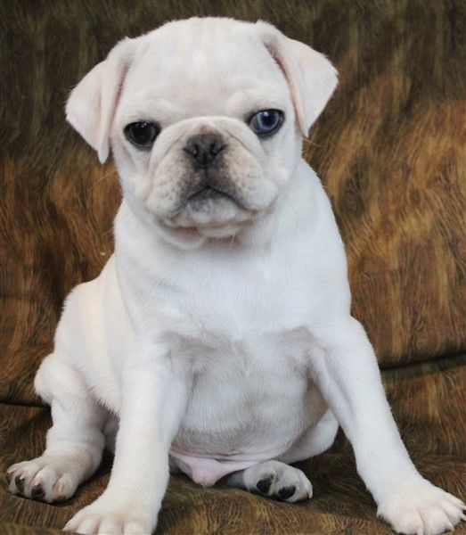 Blue eyed White Pug  from JnJPugsNPaps in KS
