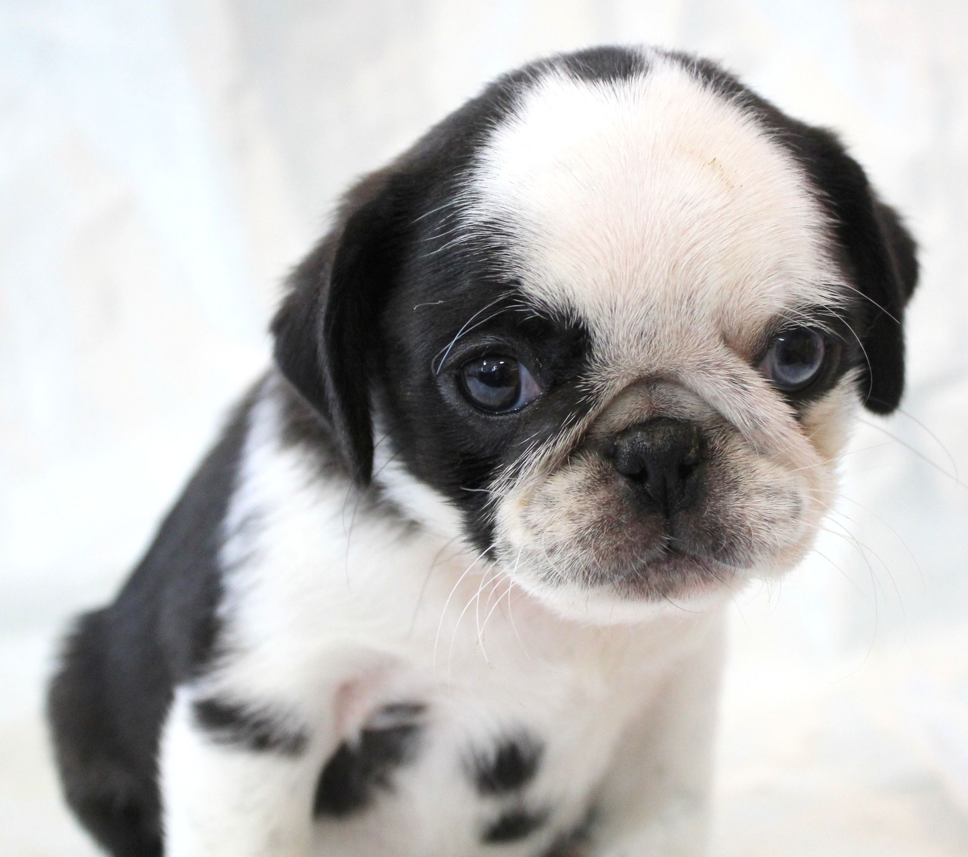 Panda Pug  from JnJPugsNPaps in KS