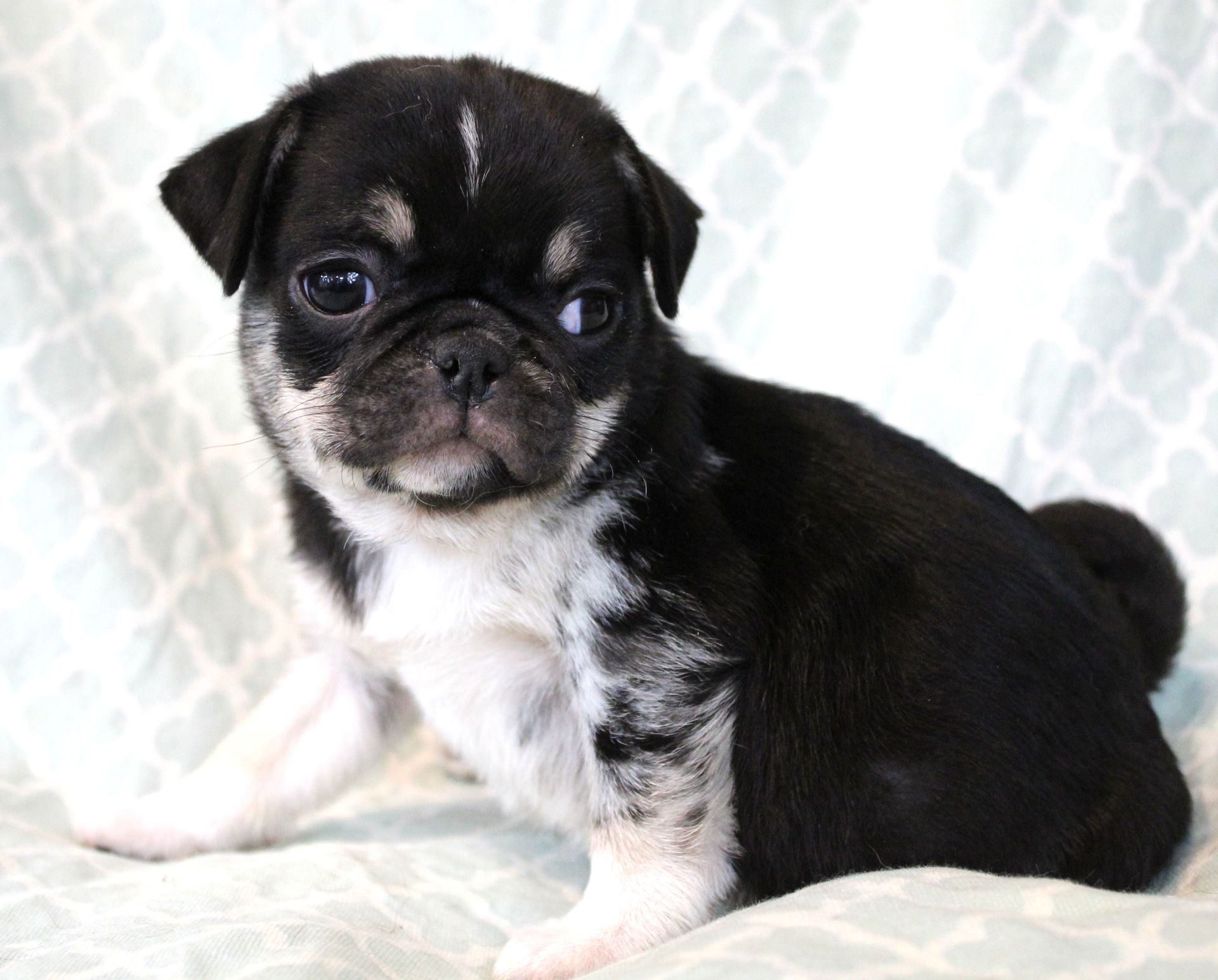 Dobie Marked Panda Pug  from JnJPugsNPaps in KS