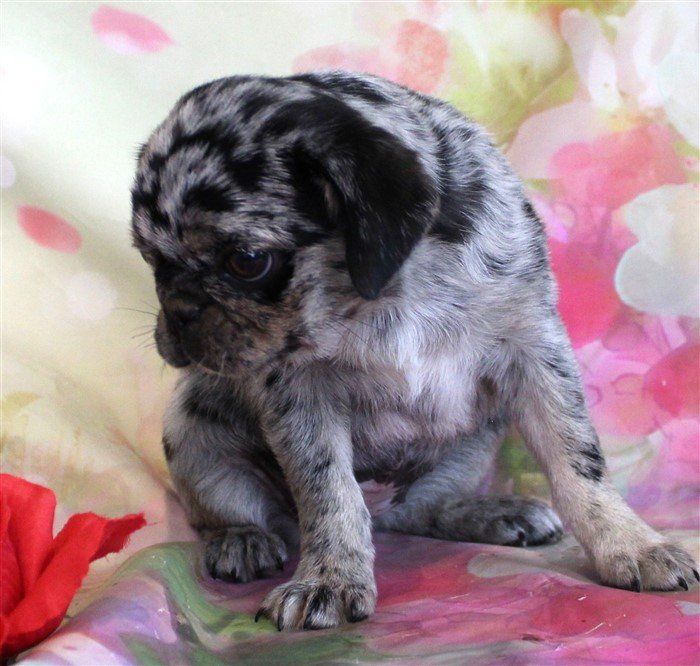 Sichuan as a pup