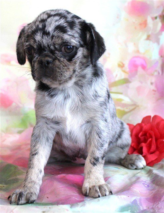Sichuan as a pup