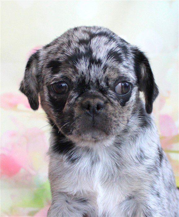 Sichuan as a pup