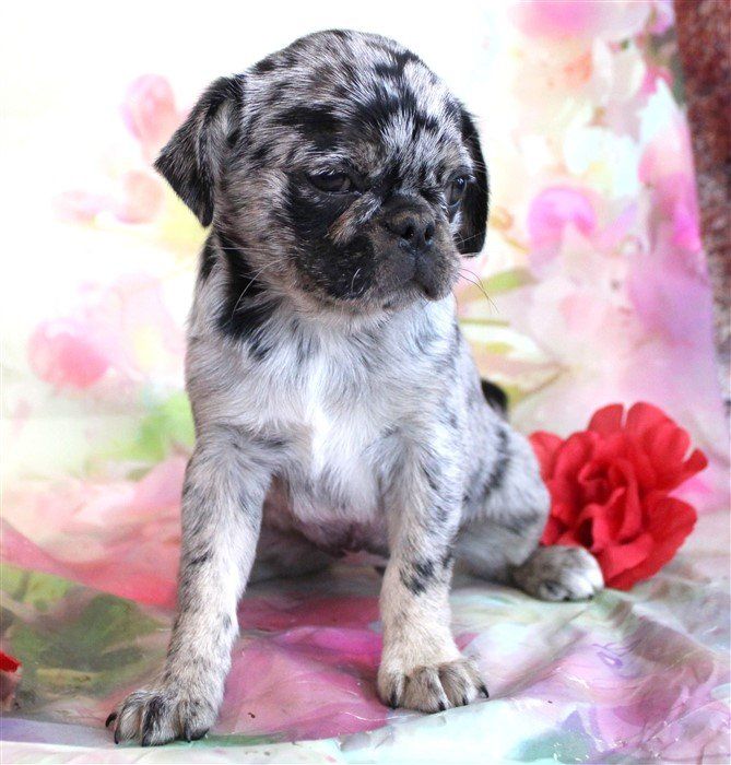 Sichuan as a pup