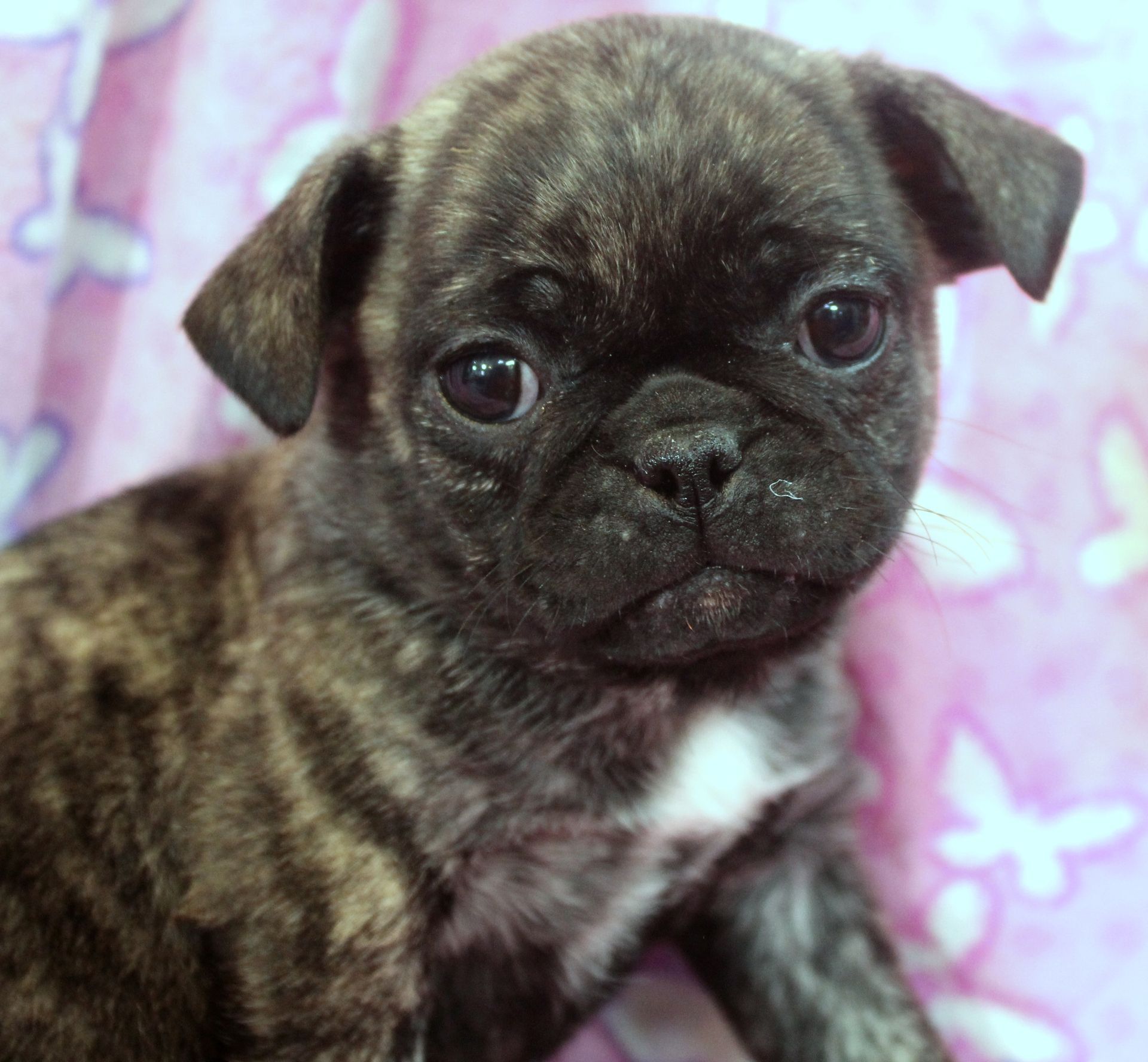 Flshy Brindle Pug  from JnJPugsNPaps in KS