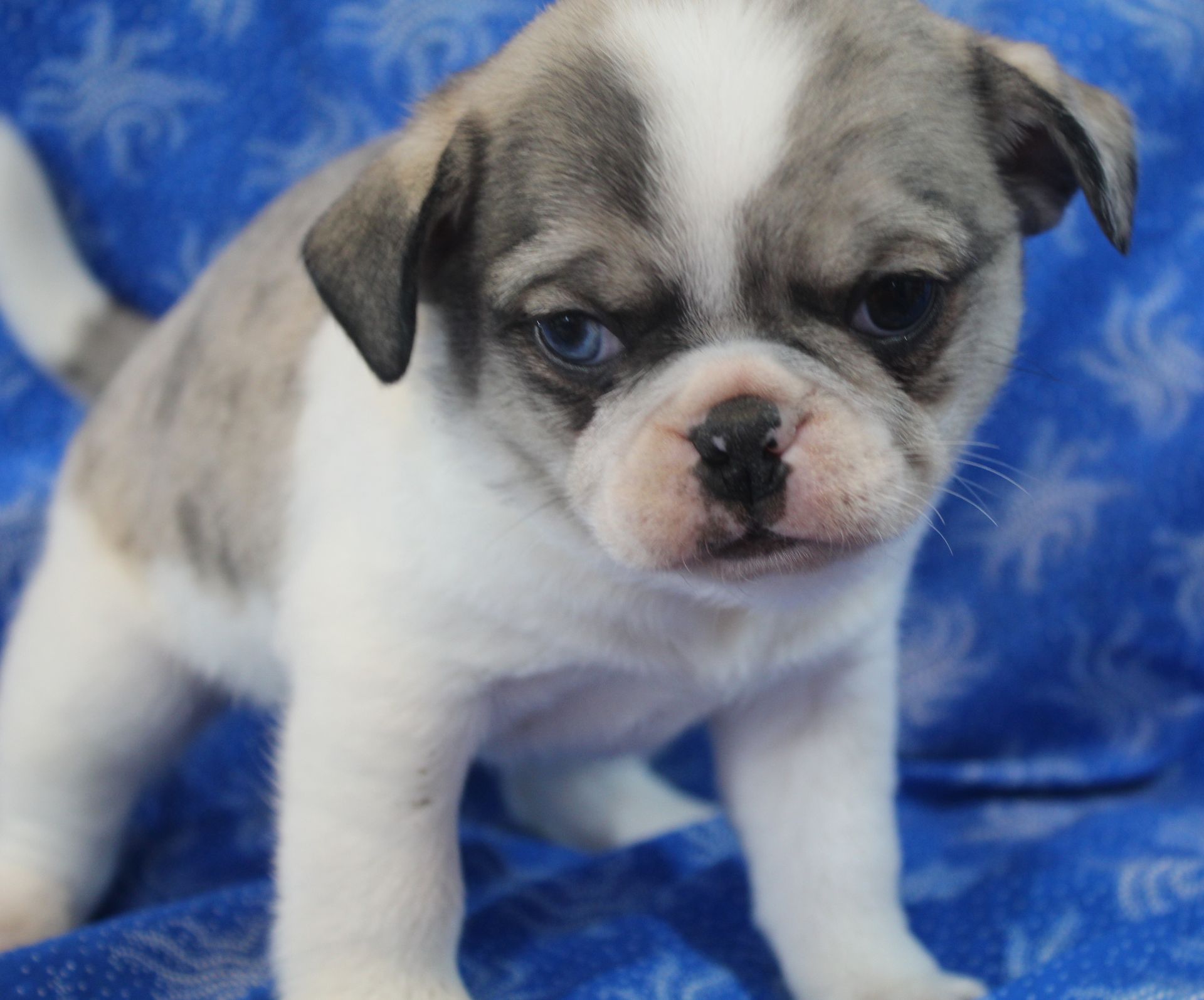 Brindle Panda Pug  from JnJPugsNPaps in KS