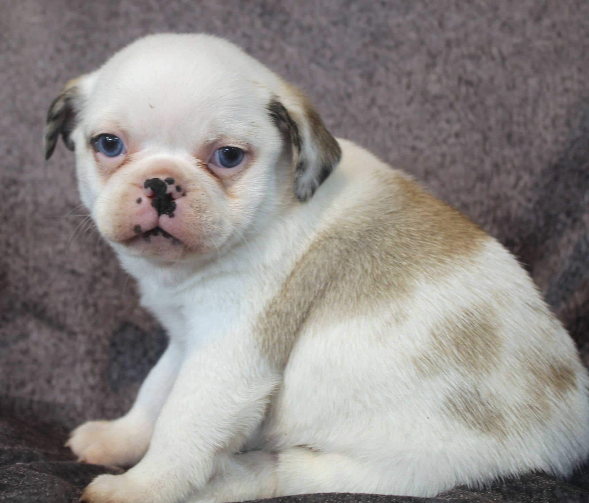 Fawn Panda Pug  from JnJPugsNPaps in KS