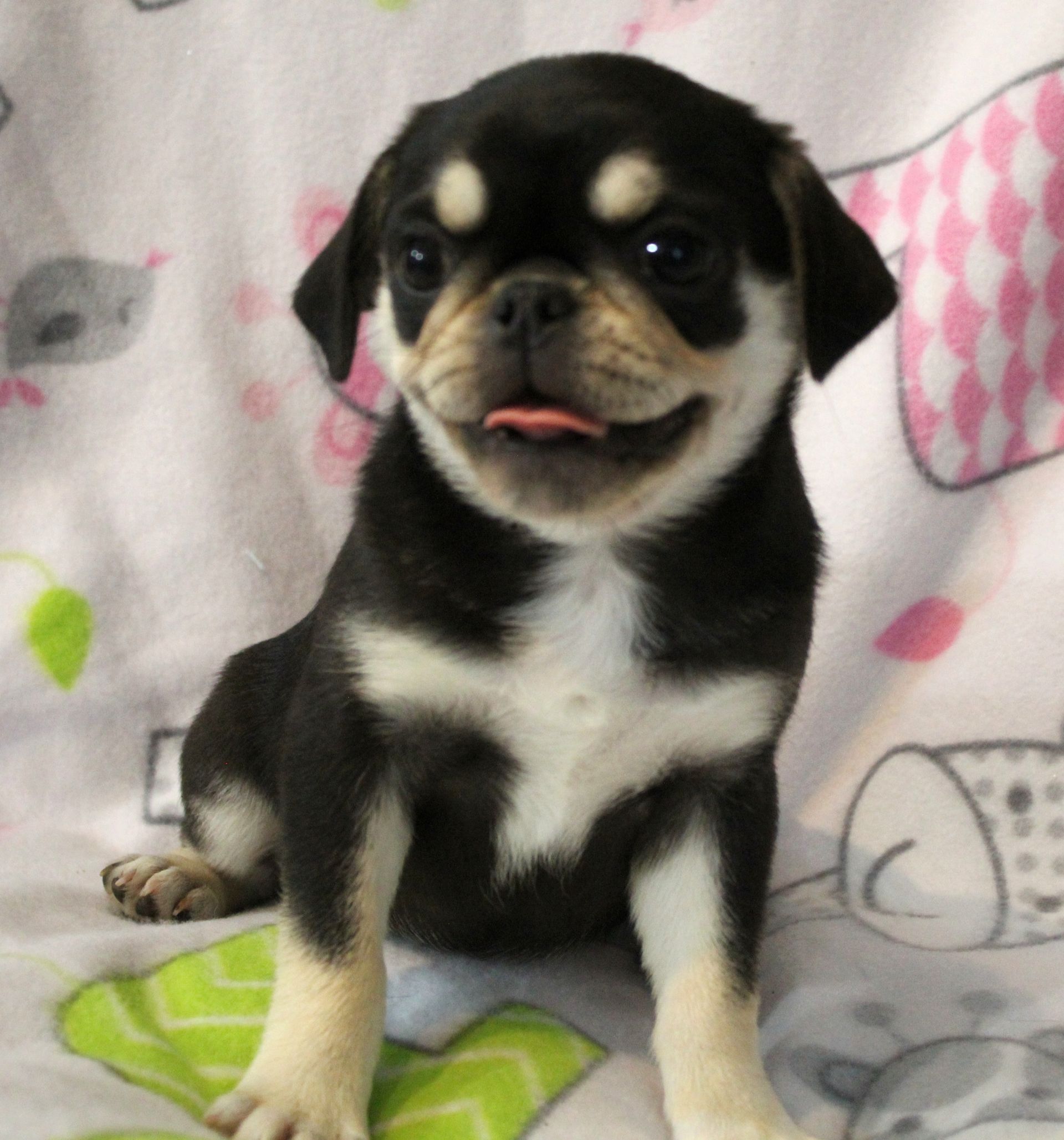 Baby Gouda Dobie Marked Pug