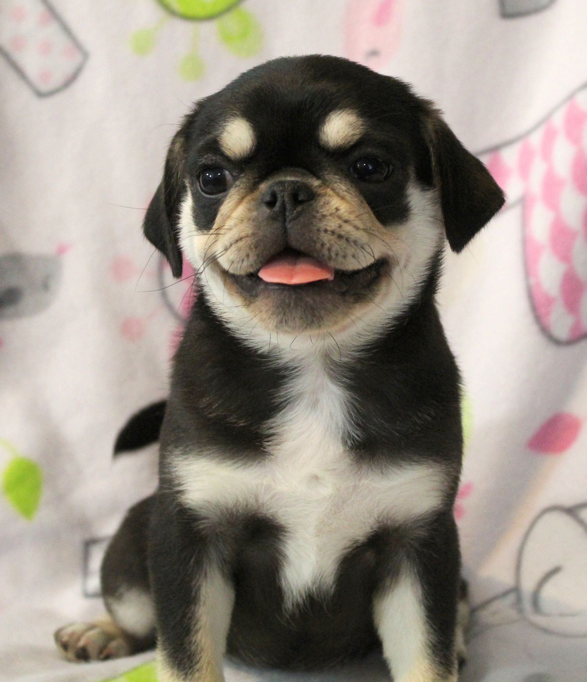 Baby Gouda Dobie Marked Pug