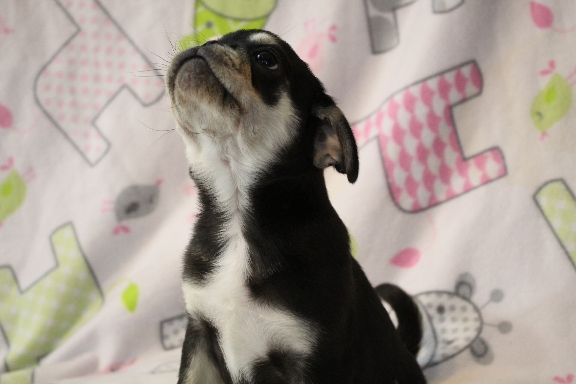 Baby Gouda Dobie Marked Pug