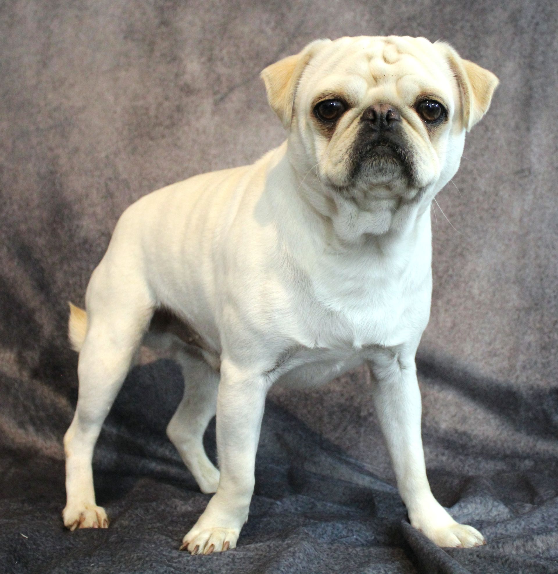 Manny JWhite Pug  From JnJPugsNPaps
