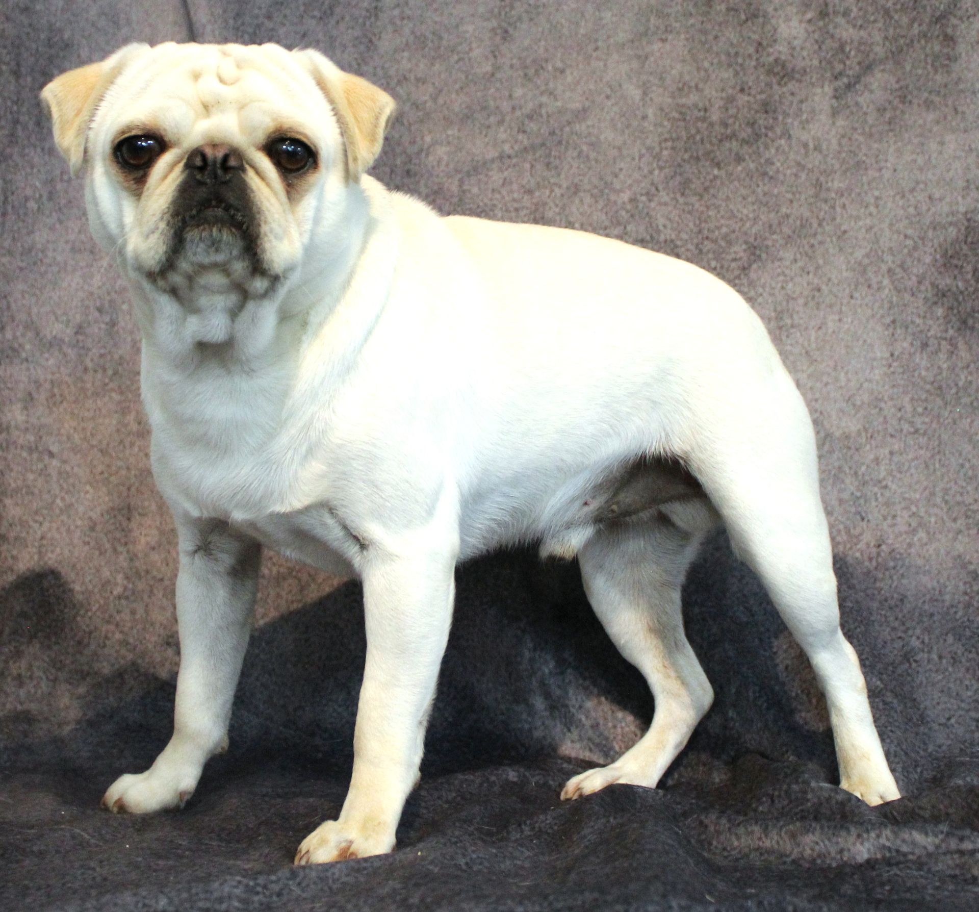 Manny JWhite Pug  From JnJPugsNPaps